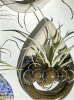 air plant holders | Ornament in Decorative Objects by Coupe Ceramics. Item composed of ceramic in boho or mid century modern style