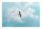 Seaside #27 | Limited Edition Print | Photography by Tal Paz-Fridman | Limited Edition Photography. Item made of paper compatible with country & farmhouse and coastal style