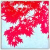 Sunrise Japanese Maple II: Framed to 38 x 38" | Oil And Acrylic Painting in Paintings by Christine So. Item composed of canvas in contemporary or japandi style