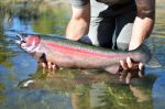 30" Stainless Steelhead Trout | Sculptures by Steve Nielsen Art. Item made of steel