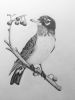 Robin | Drawings by Maurice Dionne FINEART. Item made of paper