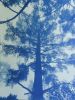Majestic Pine: 24 x 18" unframed hand-printed cyanotype | Photography by Christine So. Item made of paper works with boho & country & farmhouse style