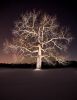 Black Walnut picture with Holly | Photography by Chris Becker | Los Angeles in Los Angeles