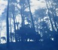 Sunrise Pines: 24 x 18" unframed hand-printed cyanotype | Photography by Christine So. Item made of paper works with boho & rustic style