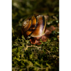 Photograph • Snail, PNW, Forest, Woodland, Macro | Photography by Honeycomb. Item made of metal with paper