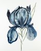 Iris No. 116 : Original Watercolor Painting | Paintings by Elizabeth Becker. Item composed of paper in minimalism or contemporary style