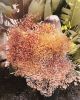 Palette Installation w/ Color Matched Gypsophila florals | Sculptures by Tiffany Lusteg. Item composed of wood