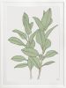 Rubbery Leaf - 1 & 2 - Green - Framed Art | Prints by Patricia Braune. Item made of paper