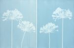 Misty Agapanthus Diptych: Two 24 x 18" original cyanotypes | Etching in Paintings by Christine So. Item composed of paper
