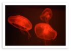 At the aquarium #4 | Limited Edition Print | Photography by Tal Paz-Fridman | Limited Edition Photography. Item composed of paper compatible with boho and contemporary style