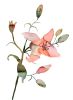 Lily No. 17 : Original Watercolor Painting | Paintings by Elizabeth Becker. Item made of paper works with boho & minimalism style