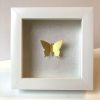 The Golden One | Decorative Frame in Decorative Objects by Lorna Doyan. Item made of paper