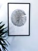 Set of 3 Large Tree Ring Prints | Prints by Erik Linton. Item made of paper