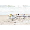 Photograph • Royal Terns, Ocean, Shorebirds, Nautical | Photography by Honeycomb. Item made of metal with paper works with coastal style