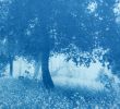 Sunlight in the Meadow (18 x 24" hand-printed cyanotype) | Photography by Christine So. Item composed of paper in country & farmhouse or rustic style