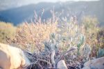 Canyon Sage | Photography by Kara Suhey Print Shop. Item composed of paper