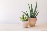 Desert Flower Medium Planter | Vase in Vases & Vessels by MOkun | Bay Area Made x Wescover 2019 Design Showcase in Alameda. Item composed of cotton