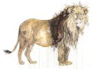 Lion | Paintings by Dave White