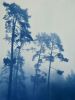 Foggy Morning Pines (18 x 24" Hand-Printed Cyanotype Photo) | Photography by Christine So. Item made of paper works with boho & rustic style