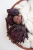 Huckleberry - Terracotta & Fiber Wall Sculpture | Wall Hangings by Keyaiira | leather + fiber. Item made of fiber