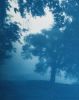 Sunrise Oak (18 x 24 inch hand-printed cyanotype) | Photography by Christine So. Item composed of cotton & paper compatible with rustic and traditional style