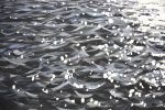 Ocean 100. | Oil And Acrylic Painting in Paintings by IRYNA KASTSOVA. Item composed of canvas compatible with minimalism and coastal style