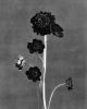 Black Blooms - floral photography, Ed. 10 | Photography by Ugne Pouwell. Item made of paper works with minimalism & japandi style