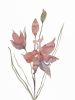 Grass Pink No. 2 : Original Watercolor Painting | Paintings by Elizabeth Beckerlily bouquet. Item composed of paper compatible with minimalism and contemporary style