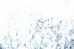 Syrian thistle | Limited Edition Print | Photography by Tal Paz-Fridman | Limited Edition Photography. Item composed of paper in minimalism or contemporary style