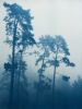 Foggy Morning Pines" (30 x 24 FRAMED hand-printed cyanotype) | Photography by Christine So. Item made of paper compatible with boho and rustic style