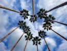 Palm Heart | Photography by Daniel