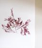 Pressed Seaweed, Single 100. A5. | Pressing in Art & Wall Decor by Jasmine Linington. Item composed of paper