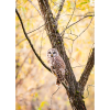 Photograph • Barred Owl, Woodland, Fall, PNW, Oregon, Autumn | Photography by Honeycomb. Item made of metal & paper