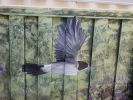 Bushland Fence | Murals by Susan Respinger. Item composed of synthetic