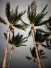 Why Do Palm Trees Sway? | Photography by KNOF design