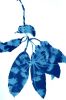 Spring Madrone III (30 x 22" cyanotype painting on paper) | Watercolor Painting in Paintings by Christine So. Item made of paper works with boho & country & farmhouse style