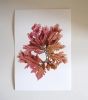 Pressed Seaweed, Single 97. A5. | Pressing in Art & Wall Decor by Jasmine Linington. Item composed of paper