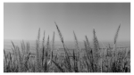 Malibu | Photography by Renee Torres. Item composed of paper