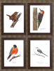 Set of 4 framed bird prints | Drawings by Stacie Dale. Item made of paper compatible with rustic and traditional style