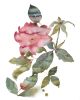 Rose Study No. 88 : Original Watercolor Painting | Paintings by Elizabeth Becker. Item made of paper compatible with boho and minimalism style