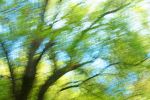 Wind In The Trees | Photography by Caroyl La Barge›. Item compatible with contemporary and country & farmhouse style