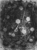 Abstract Scanography XV | Prints by Sven Pfrommer. Item composed of aluminum