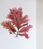 Pressed Seaweed, Single 88. A6. | Pressing in Art & Wall Decor by Jasmine Linington. Item made of paper
