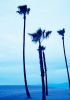 Venice Beach Blue Palmtrees II | Photography by Robert van Bolderick. Item made of paper