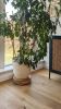 Plant caddy, wheel flowerpot stand - Oak s | Plant Stand in Plants & Landscape by Kat | Home Studio. Item made of oak wood