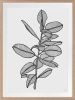 Rubbery Leaf - 1 & 2 - Black - Framed Art | Prints by Patricia Braune. Item composed of paper