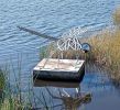 Indigenous Creatures | Public Sculptures by Donald Gialanella