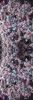 Lavender Cacti Wallpaper | Wall Treatments by Ri Anderson. Item composed of synthetic
