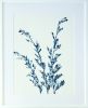 June Poppies: 24 x 18" unframed cyanotype painting | Mixed Media in Paintings by Christine So | Thomas Deans Fine Art in Atlanta