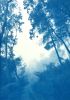 Morning Mist (24 x 16" hand-printed cyanotype photograph) | Photography by Christine So. Item made of paper compatible with coastal and traditional style